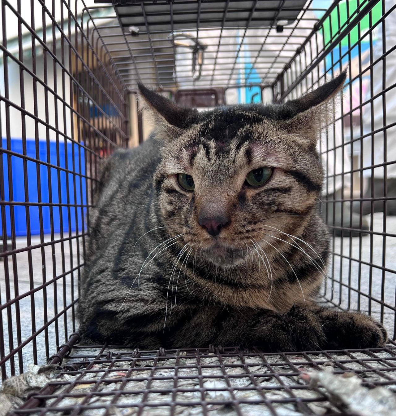 奇蹟降臨 愛協於元旦日在宏福苑現場救出1隻貓 