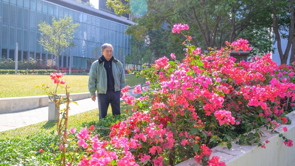 卓永興觀賞添馬紫花風鈴木園