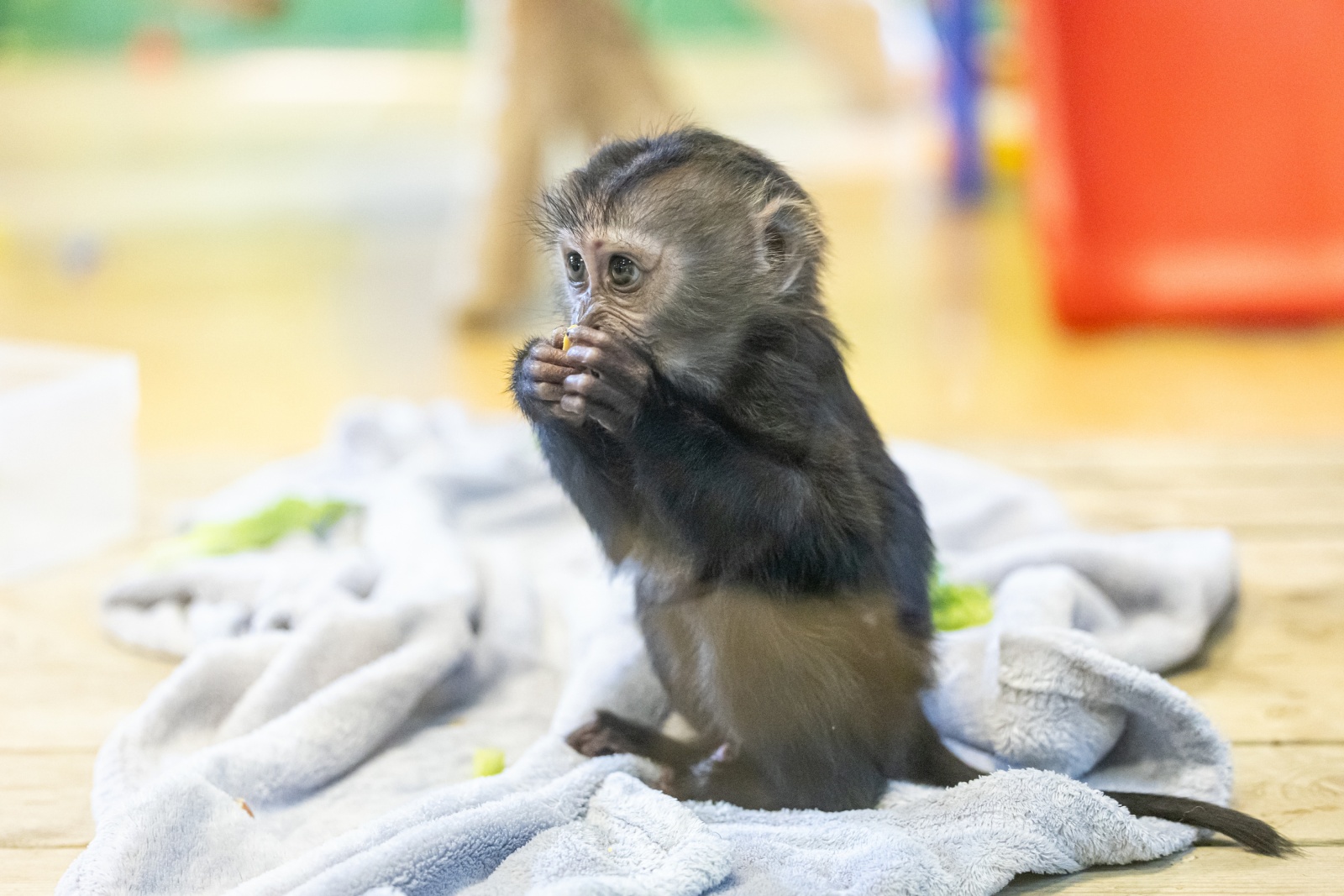  瀕危物種獅尾猴新生幼崽在廣州長隆正式亮相