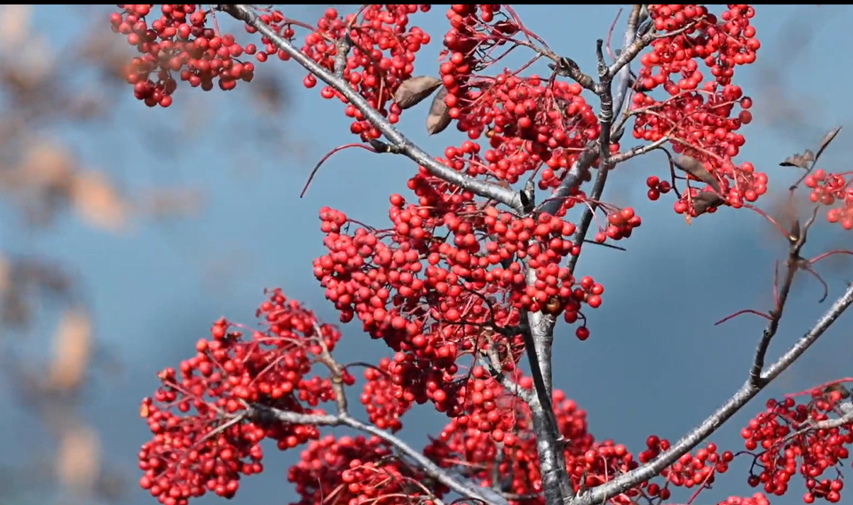【視聽山東】雲漫日升處，花楸綴岱宗