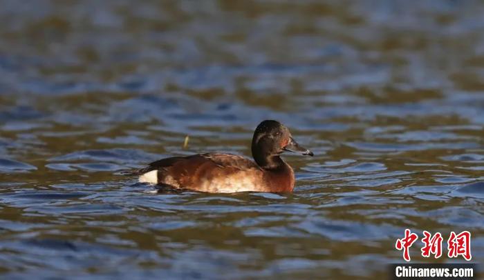 全球極度瀕危物種青頭潛鴨首次現身雲南騰沖 香港商報